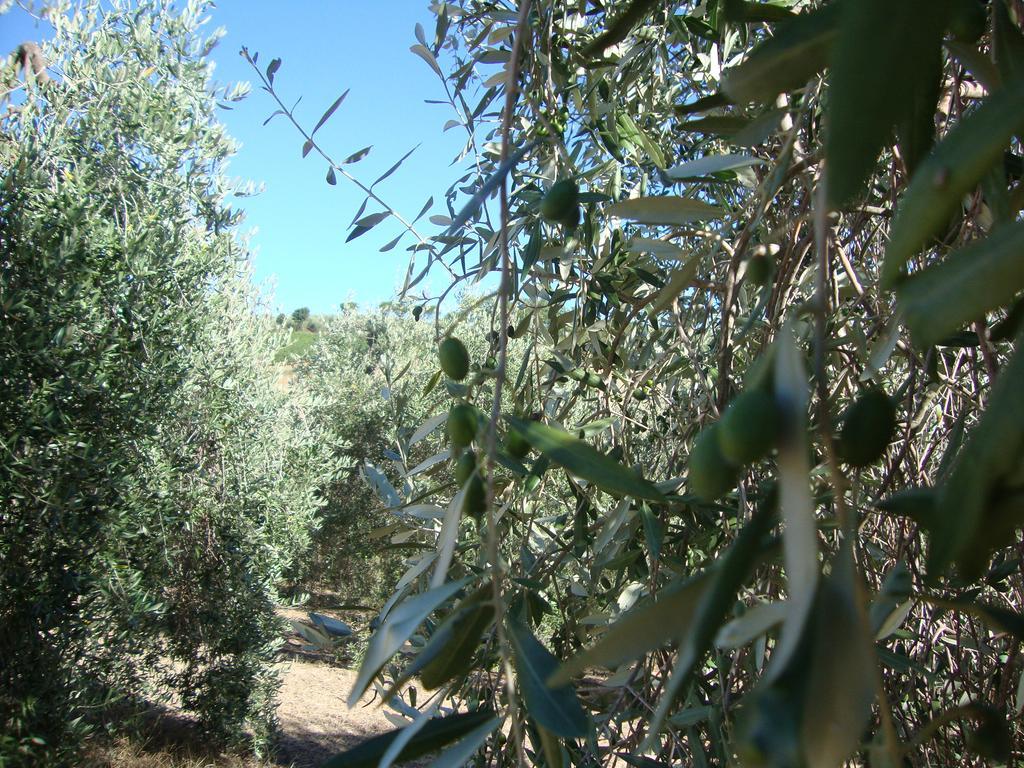 Agriturismo Podere Selvette Campagnatico Bagian luar foto